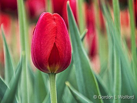 Red Tulip_DSCF02347.jpg - Photographed at the 2013 Canadian Tulip Festival in Ottawa, Ontario, Canada.